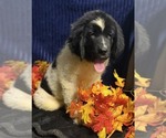 Small Photo #12 Newfoundland Puppy For Sale in AURORA, IN, USA