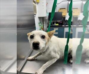 Mutt Dogs for adoption in Woodland, CA, USA