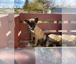 Small Photo #3 Belgian Malinois Puppy For Sale in BLACKFOOT, ID, USA