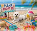 Small #2 Maltese