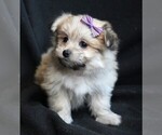 Small Photo #2 Maltipom Puppy For Sale in ROCK VALLEY, IA, USA