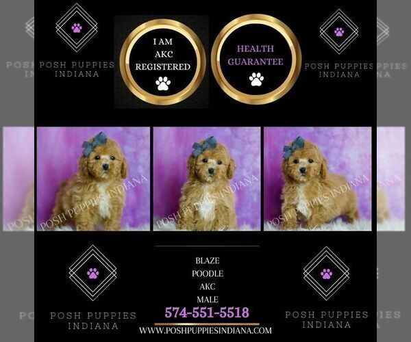 Medium Photo #2 Poodle (Miniature) Puppy For Sale in WARSAW, IN, USA