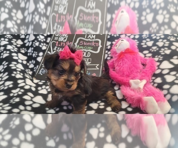 Medium Photo #40 Yorkshire Terrier Puppy For Sale in AKRON, OH, USA