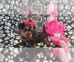 Small Photo #40 Yorkshire Terrier Puppy For Sale in AKRON, OH, USA