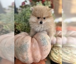 Small Photo #6 Pomeranian Puppy For Sale in ODIN, IL, USA