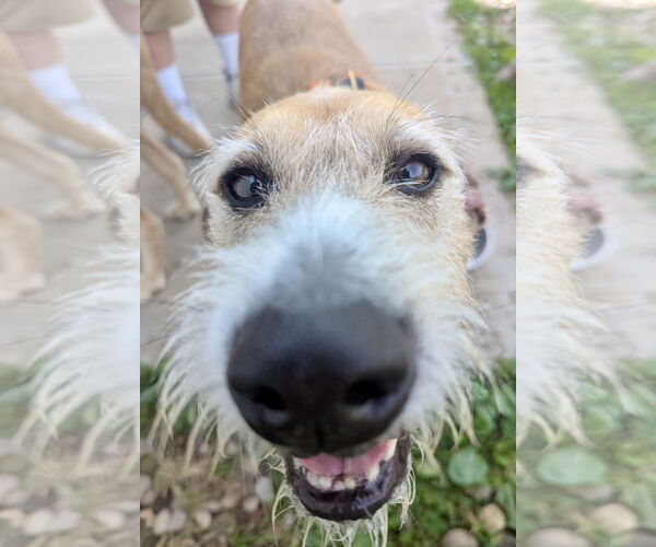 Medium Photo #2 Mutt Puppy For Sale in Pittsburgh, PA, USA