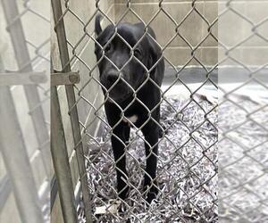 Labrador Retriever-Unknown Mix Dogs for adoption in Anchorage, AK, USA