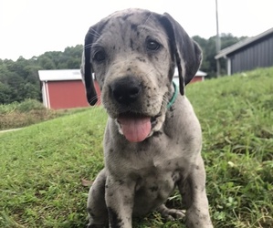 Great Dane Puppy for sale in LIBERTY, KY, USA