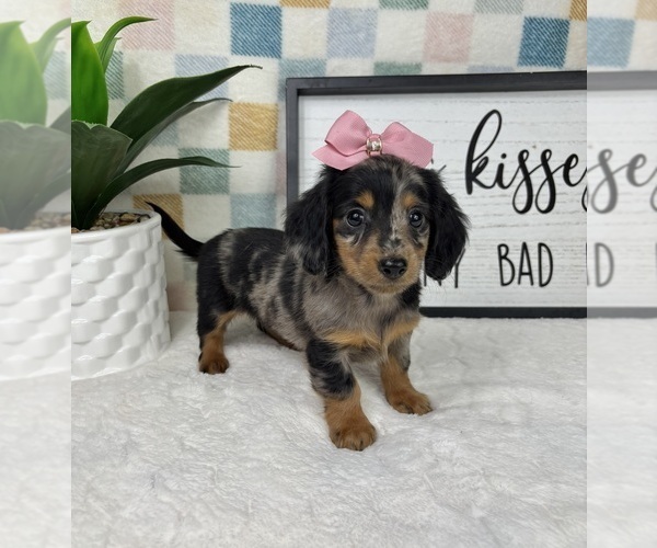 Medium Photo #4 Dachshund Puppy For Sale in FRANKLIN, IN, USA