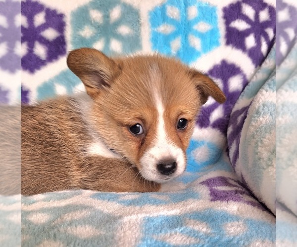 Medium Photo #7 Pembroke Welsh Corgi Puppy For Sale in ARROYO GRANDE, CA, USA