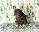 Small Photo #4 French Bulldog Puppy For Sale in MILLERSBURG, IN, USA