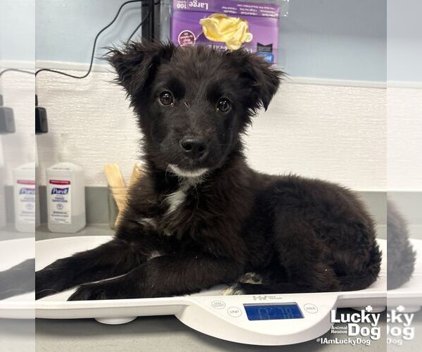 Medium Photo #2 Retriever -Unknown Mix Puppy For Sale in Washington, DC, USA