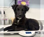 Small #1 Retriever  Mix