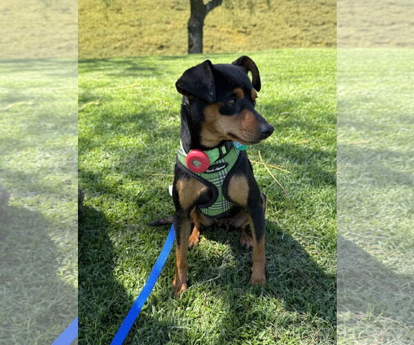 Medium Photo #3 Miniature Pinscher Puppy For Sale in Lake Elsinore, CA, USA