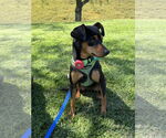 Small #2 Miniature Pinscher