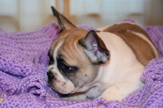 French Bulldog Puppy for sale in BAD AXE, MI, USA