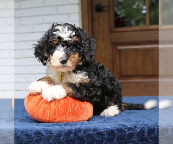 Medium Photo #4 Bernedoodle (Miniature) Puppy For Sale in NARVON, PA, USA
