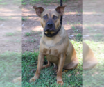 Small #8 Black Mouth Cur Mix