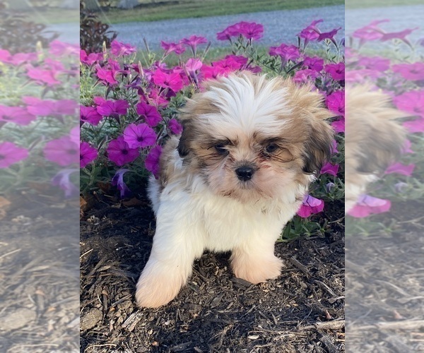Medium Photo #4 Shih Tzu Puppy For Sale in CANOGA, NY, USA