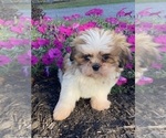 Small #3 Shih Tzu