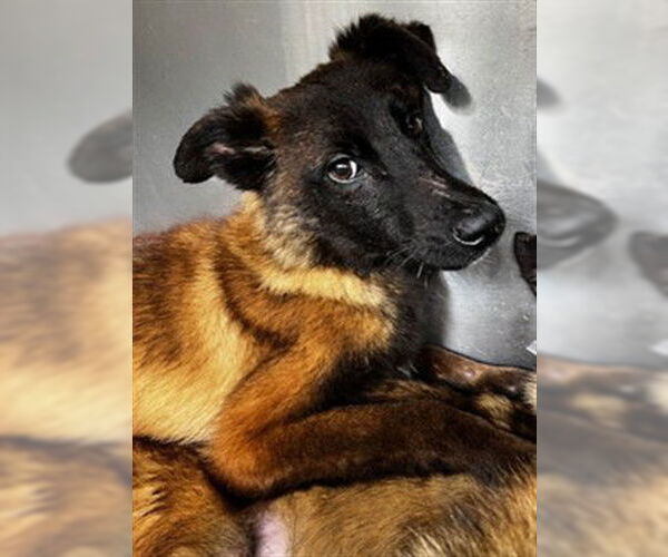 Medium Photo #1 Mutt Puppy For Sale in Downey, CA, USA