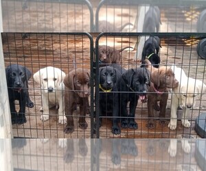 Labrador Retriever Puppy for sale in SALISBURY, MD, USA
