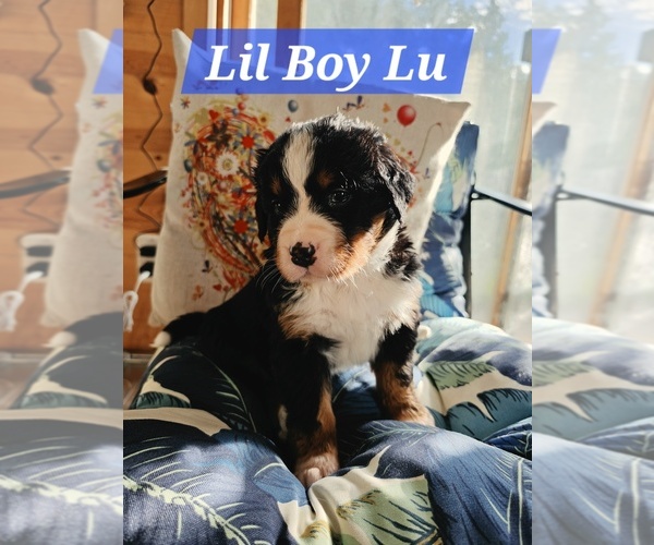 Medium Photo #1 Bernese Mountain Dog Puppy For Sale in SUPERIOR, WI, USA