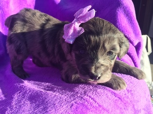 Aussie-Poo Puppy for sale in EAST EARL, PA, USA