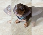 Small Photo #1 Dachshund Puppy For Sale in HUNTINGTON BEACH, CA, USA