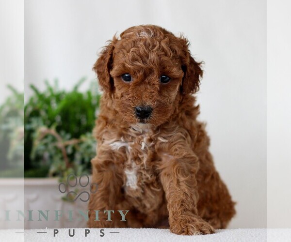 Medium Photo #1 Goldendoodle (Miniature) Puppy For Sale in NARVON, PA, USA