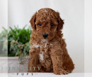 Goldendoodle (Miniature) Puppy for sale in NARVON, PA, USA