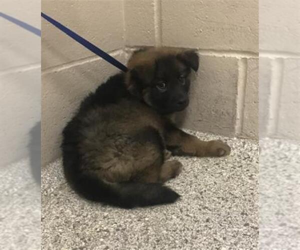 Medium Photo #1 German Shepherd Dog-Unknown Mix Puppy For Sale in Conroe, TX, USA