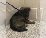 Small German Shepherd Dog Mix