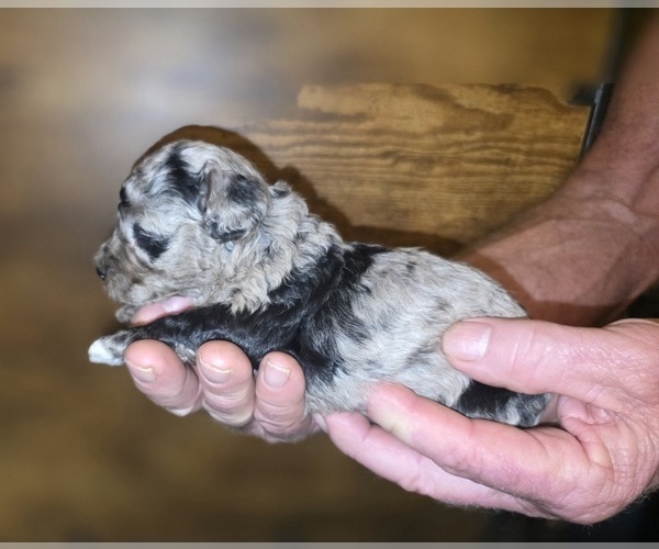 Medium Photo #8 Poodle (Toy) Puppy For Sale in DYERSBURG, TN, USA