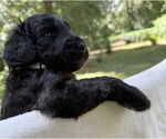 Small Photo #79 Goldendoodle Puppy For Sale in PIERSON, FL, USA
