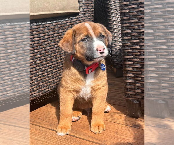 Medium Photo #2 Mutt Puppy For Sale in Laramie, WY, USA