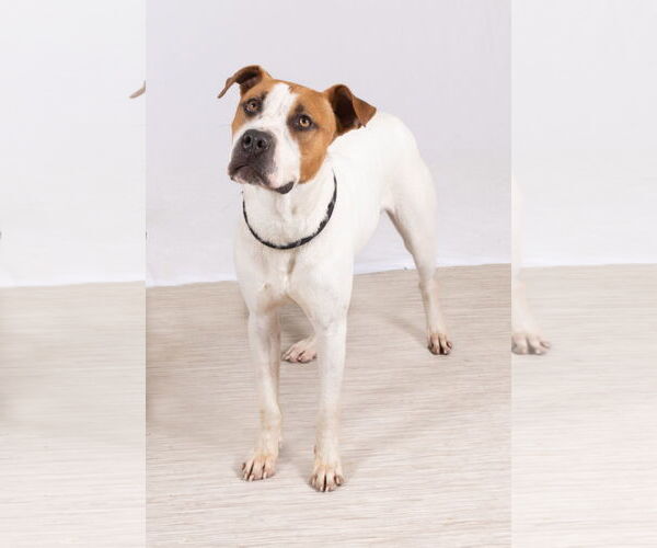 Medium Photo #2 Mutt Puppy For Sale in Rowlett, TX, USA