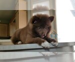 Small Photo #16 Pomsky Puppy For Sale in RAMSEY, MN, USA