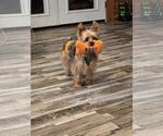 Small Photo #1 Yorkshire Terrier Puppy For Sale in ALFORD, FL, USA
