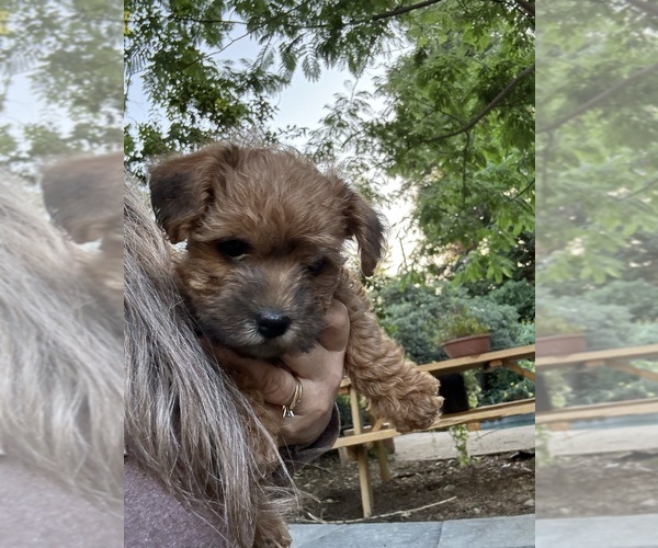 Medium Photo #15 Poocan Puppy For Sale in FAIR OAKS, CA, USA