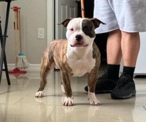American Bully Puppy for sale in LEHIGH ACRES, FL, USA
