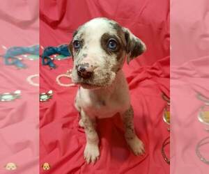 Catahoula Leopard Dog-Chocolate Labrador retriever Mix Puppy for sale in DRURY, MO, USA