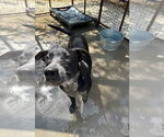 Small #2 Labrador Retriever Mix