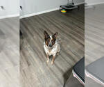 Small Red Heeler Mix