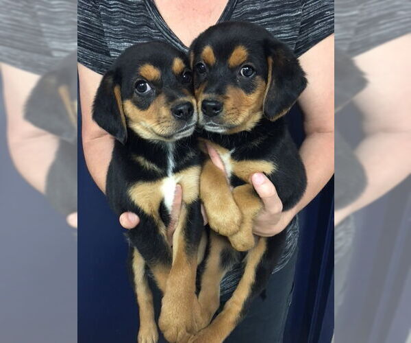 Medium Photo #11 Beagle-Unknown Mix Puppy For Sale in Oakhurst, NJ, USA