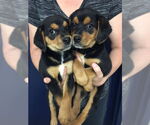 Small #10 Beagle Mix
