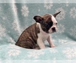 Small Photo #11 Faux Frenchbo Bulldog Puppy For Sale in LAKELAND, FL, USA