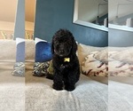 Small #2 F2 Aussiedoodle