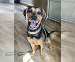 Chip - Male German Shepherd Dog-Unknown Mix Dog for Adoption - Small photo
