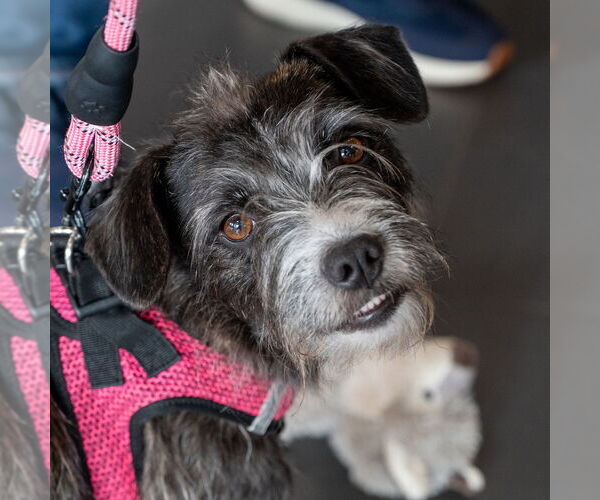 Medium Photo #14 Mutt Puppy For Sale in Mundelein, IL, USA
